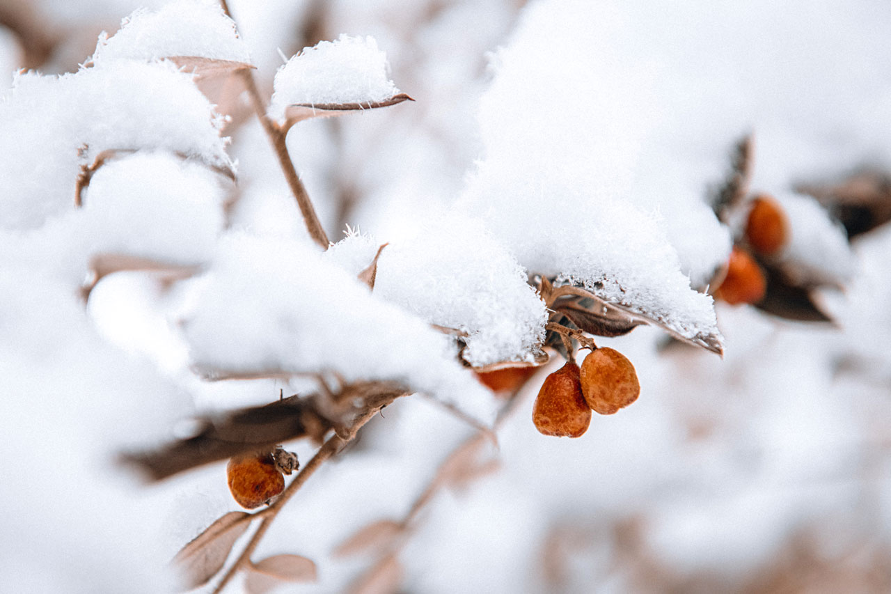 Paillage en hiver : protéger les plantes contre le gel